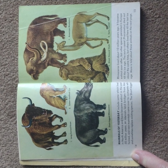Vintage 1955 Mammals Guide book - Picture 4 of 7